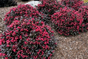Weigela 'Electric Love' New 2026